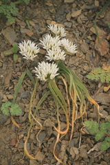 Allium crenulatum