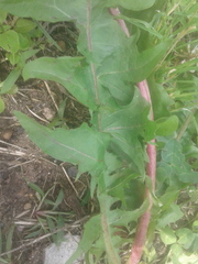 Taraxacum officinale