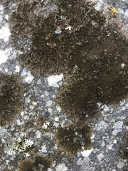 Melanohalea infumata