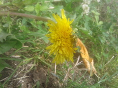 Taraxacum officinale