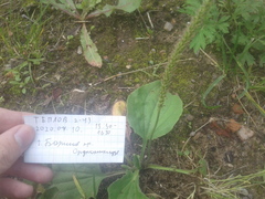 Plantago major