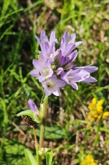 Campanula glomerata
