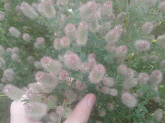 Trifolium arvense