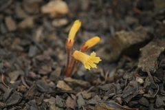 Aphyllon franciscanum