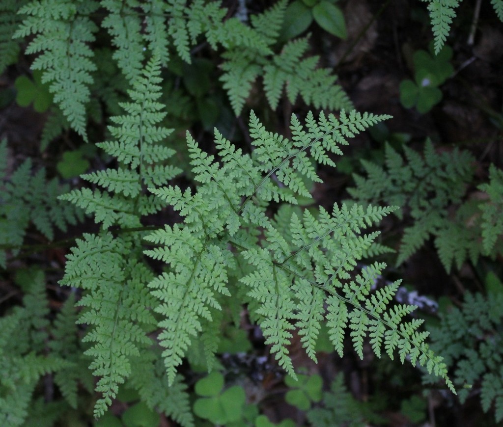 mountain bladder-fern
