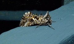 Syngrapha alias