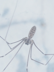 Smeringopus pallidus