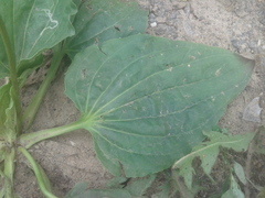 Plantago major