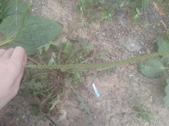 Plantago major