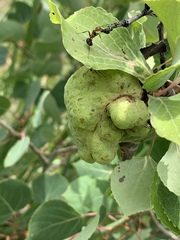 Pachypappa sacculi