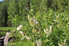 Salix hastata