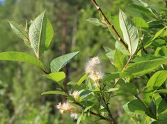 Salix hastata