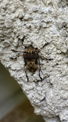 Lagocheirus araneiformis
