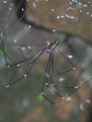 Smeringopus pallidus