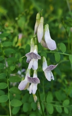 Vicia sylvatica