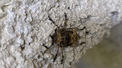 Lagocheirus araneiformis