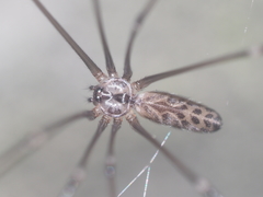 Smeringopus pallidus