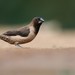 Black-throated Munia - Photo (c) Melvin Jaison, some rights reserved (CC BY-NC), uploaded by Melvin Jaison