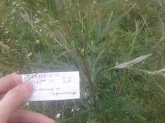 Artemisia vulgaris