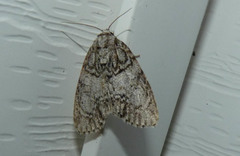 Acronicta retardata
