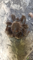 Psalmopoeus