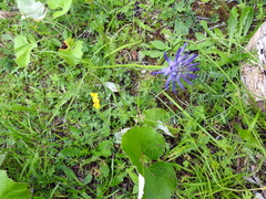 Phyteuma scheuchzeri