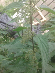 Urtica dioica