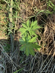Geranium sylvaticum