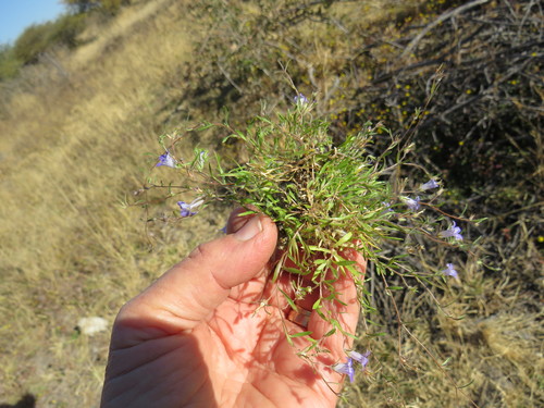 Wahlenbergia densicaulis image