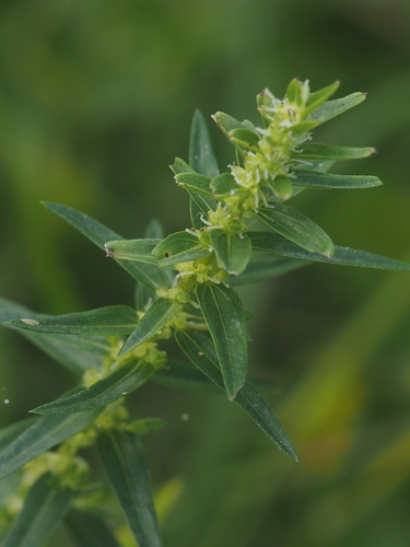 Pouzolzia pentandra iNat (3)