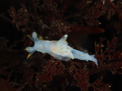 Ancula gibbosa