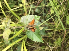 Thymelicus sylvestris