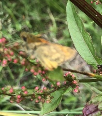 Thymelicus sylvestris