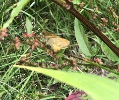 Thymelicus sylvestris