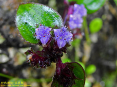 Belosynapsis ciliata