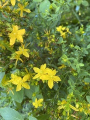 Hypericum perforatum