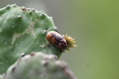 Cyclocephala deceptor