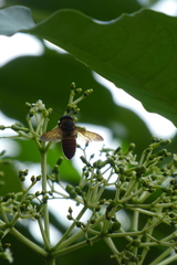 Callomegachile