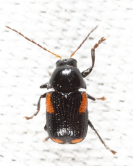 Cryptocephalus quadruplex