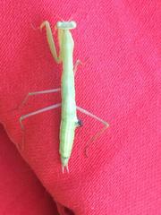 Mantis religiosa