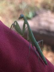 Mantis religiosa