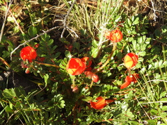 Hypseocharis