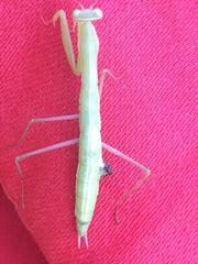 Mantis religiosa