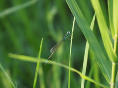 Ischnura senegalensis