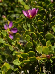 Fagonia harpago