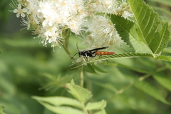 Protichneumon grandis