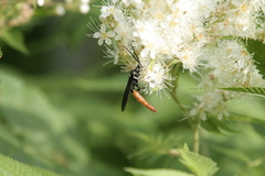 Protichneumon grandis