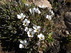 Neoandinium