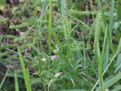 Basilicum polystachyon