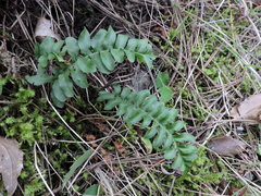 Polypodium hesperium